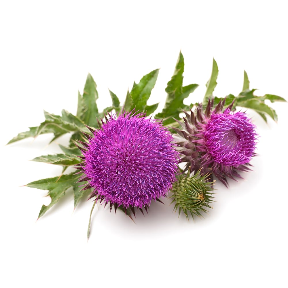 Milk Thistle Seed Powder